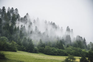 Blick auf die wolkenverhangenen Tannen des Schwarzwalds