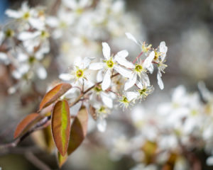 Nahaufnahme von Blüten an einem Zweig im Frühling