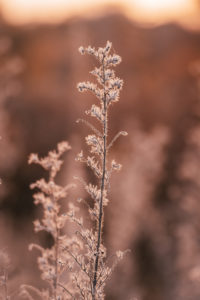 Herbstliche Pflanzen im Gegenlicht am Abend