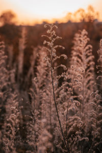 Herbstliche Pflanzen im Gegenlicht am Abend